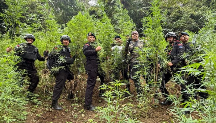 Brimob Polda Sumut Musnahkan 10 Hektar Ladang Ganja di Perbukitan Mandailing Natal