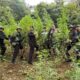 Brimob Polda Sumut Musnahkan 10 Hektar Ladang Ganja di Perbukitan Mandailing Natal