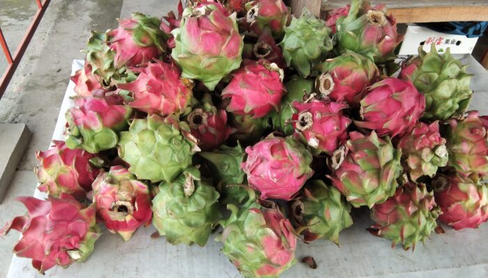 Manfaat Buah Naga bagi Penderita Diabetes: Si Merah Eksotis Penjaga Gula Darah