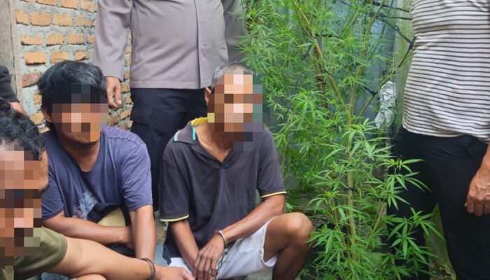 Respon Cepat Informasi Warga, Polsek Dolok Masihul Amankan Tiga Penanam Pohon Ganja