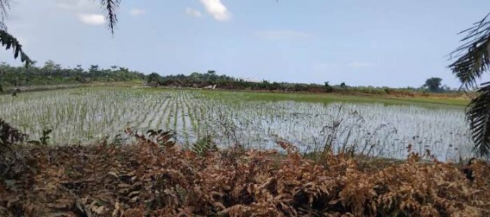 HGU Berakhir, Lahan Tetap Dikelola: FKI-1 Sergai Desak KPK dan Kejagung Usut PT DMK