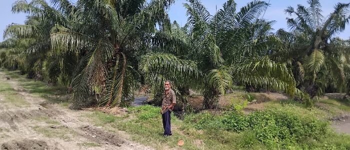 Eks HGU PT DMK Diduga Menyimpang Sejak Awal: Dari Tambak Udang Beralih Jadi Kebun Sawit Tanpa Perubahan Izin