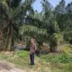 Eks HGU PT DMK Diduga Menyimpang Sejak Awal: Dari Tambak Udang Beralih Jadi Kebun Sawit Tanpa Perubahan Izin