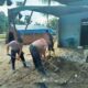 Gotong Royong Kemanusiaan, Brimob dan Warga Batang Toru Percepat Pemulihan Pascabencana