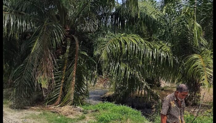Sengketa Lahan Eks HGU PT DMK, Dosen UPMI Medan Dr. Oktavianto Setyo Nugroho, S.H., M.H : Harus Diusut Hingga Tuntas