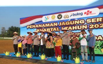 Polda Sumut Tanam Jagung Serentak Kuartal I 2026, Perkuat Ketahanan Pangan Nasional