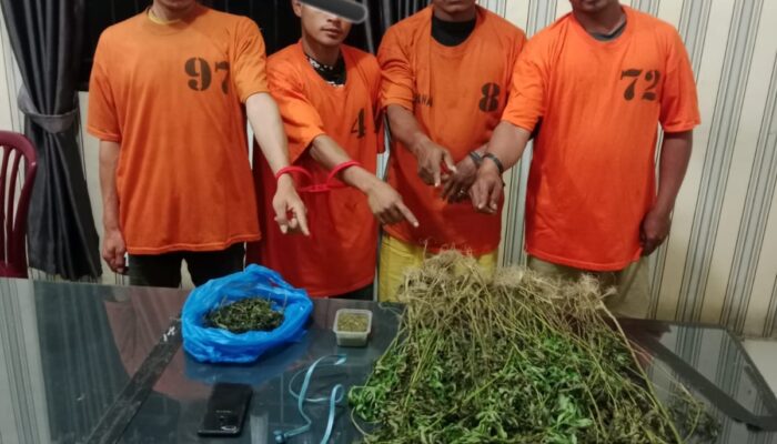 Empat Pria Ditangkap di Kabanjahe, Polisi Bongkar Ladang Ganja Tersembunyi di Namanteran