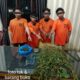 Empat Pria Ditangkap di Kabanjahe, Polisi Bongkar Ladang Ganja Tersembunyi di Namanteran