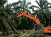 Aktivitas Replanting PTPP Lonsum di Sergai Disorot, FKI.1 Desak Penghentian Sementara