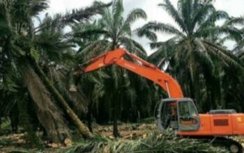 Aktivitas Replanting PTPP Lonsum di Sergai Disorot, FKI.1 Desak Penghentian Sementara