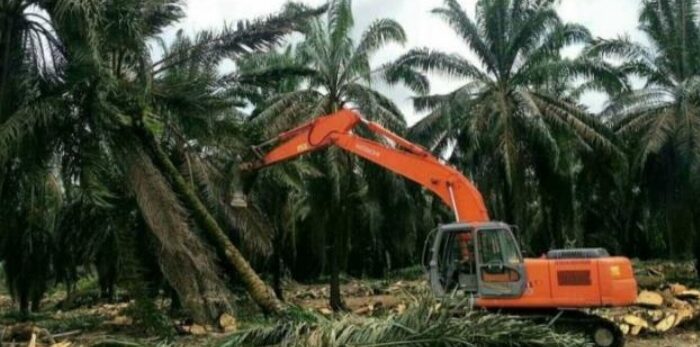 Aktivitas Replanting PTPP Lonsum di Sergai Disorot, FKI.1 Desak Penghentian Sementara
