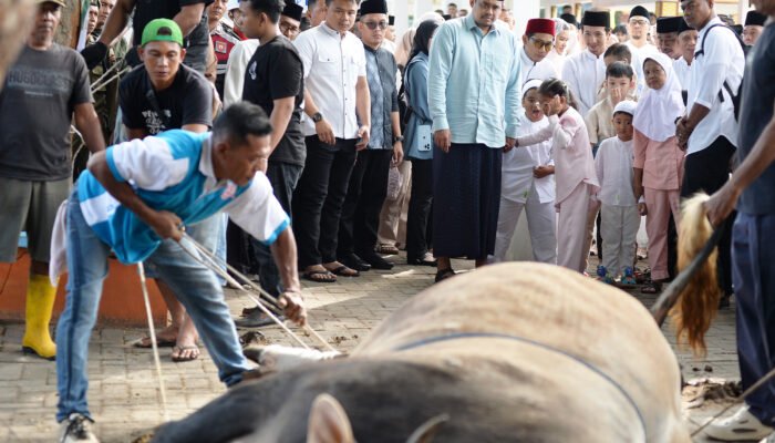Tahun Ini, Bobby Nasution Sumbang 17 Sapi Kurban Total Berat 11 Ton ke Masyarakat Secara Pribadi