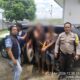Dikejar Warga dan Polisi, Dua Pencuri Anak Lembu di Simalungun Tertangkap Usai Tabrak Pemotor