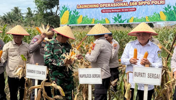 Panen Jagung Serentak di Sergai, Kolaborasi Polri dan Daerah Perkuat Kemandirian Pangan
