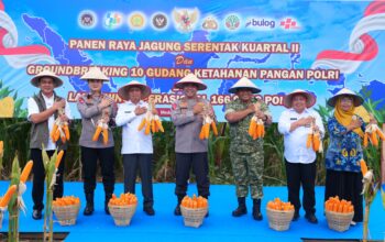 Panen Raya Jagung Serentak 2026: Polda Sumut Perkuat Sinergi Ketahanan Pangan Nasional