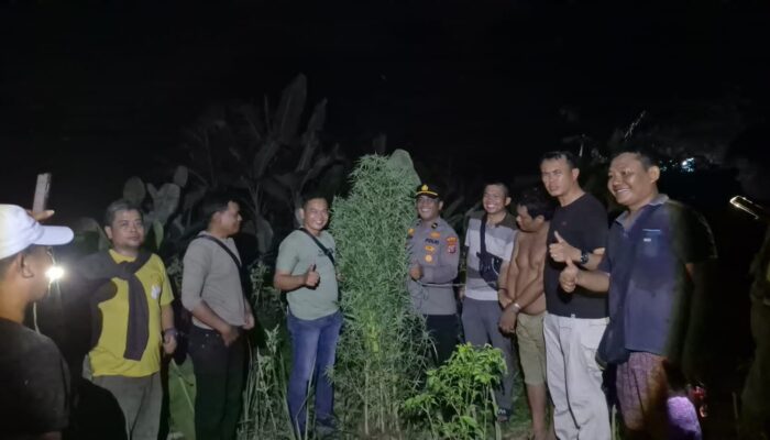 Sembunyikan Ladang Ganja di Balik Tembok, Pria di Tanjung Morawa Dibekuk Polisi