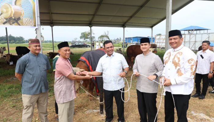 Polda Sumut Potong 31 Sapi Kurban Idul Adha 1447 H, Ribuan Paket Daging Dibagikan untuk Warga dan Personel