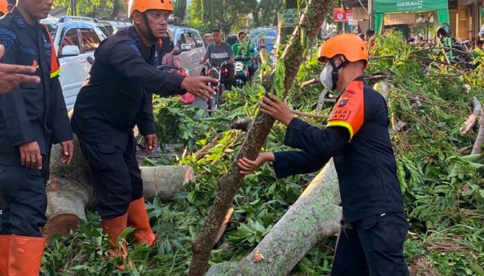 Respons Cepat Brimob Sumut, Pohon Tumbang di Pematangsiantar Dievakuasi dalam Waktu Singkat