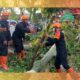 Respons Cepat Brimob Sumut, Pohon Tumbang di Pematangsiantar Dievakuasi dalam Waktu Singkat