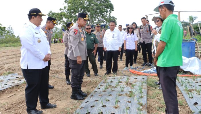 Kapolda Sumut Dorong Kemandirian Pangan, Tinjau Pengembangan Bawang Putih di Samosir