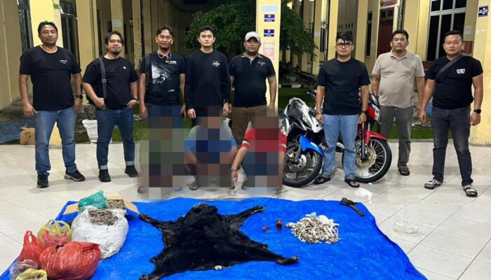 Polres Simalungun Gagalkan Transaksi Satwa Dilindungi, Puluhan Kilogram Sisik Trenggiling dan Kulit Beruang Diamankan