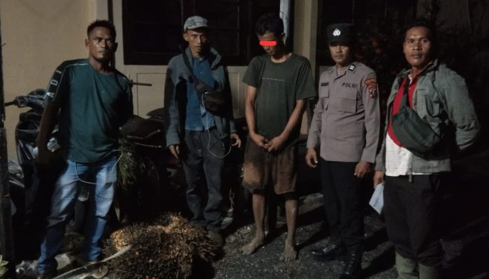 Empat Tandan Sawit Diduga Dicuri, Pemuda 21 Tahun Diamankan Polsek Pinangsori