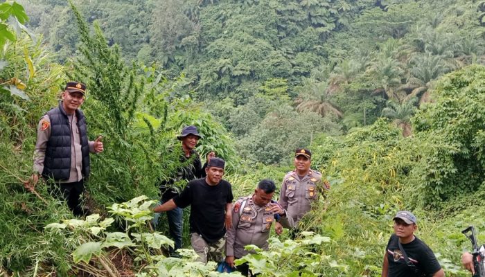 Berawal dari Laporan Warga, Polisi Amankan 11 Batang Tanaman Diduga Ganja di Langkat