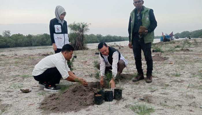 Penanaman Pohon Cemara di Bagan Kuala, PSI Dorong Kepedulian Lingkungan Pesisir