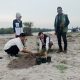 Penanaman Pohon Cemara di Bagan Kuala, PSI Dorong Kepedulian Lingkungan Pesisir