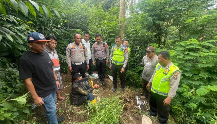 Terlibat Kecelakaan di Tigapanah, Pria 69 Tahun Ternyata Bawa Ganja 5,5 Kg